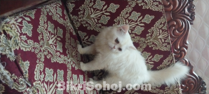 Persian cat long cot